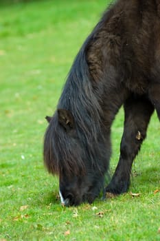 a shetland pony's ( Equus caballus) head and fore legs grazing in a field of lush green grass.