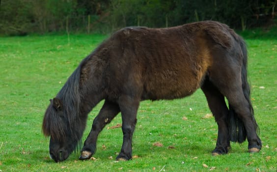 A shetland pony gazing in a field of lush green fresh grass, pawing at the ground with its hoove with slight intentional motion blur.