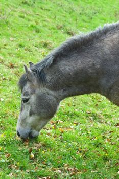 A grey and white horse grazing in a field of lush fresh green grass, portrait of the animals head.