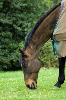 A chestnut coloured horse wearing a blanket, grazing in a field of lush fresh green grass.