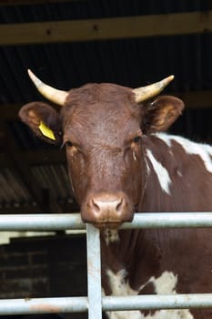 a horned ayrshire breed of cow's head with its chin resting on a five bar gate.