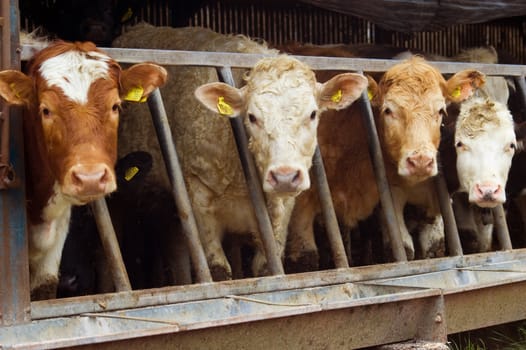 a herd of cattle with thier heads poking through the feeder railings all looking forward curiously.