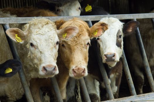 a herd of young mixed varitey cow poking thier heads through the railings of a cattle feeder.