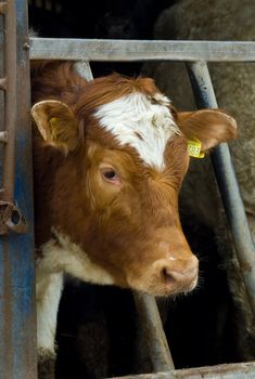 a portrait of a mixed breed Ayrshire and Holstein cow after drinking with water droplets falling from its mouth and nostrils.