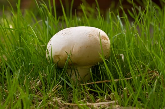 a wild closed cup mushroom close up, growing in a field of lush fresh green grass on a september morning.