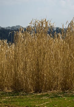 A field of ripe Elephant grass (Miscanthus giganteus) in the sunshine, ready for harvesting and turning into biofuel.