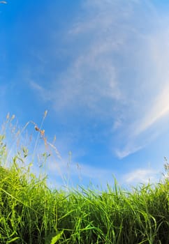 High blue cloudy sky and the green meadow