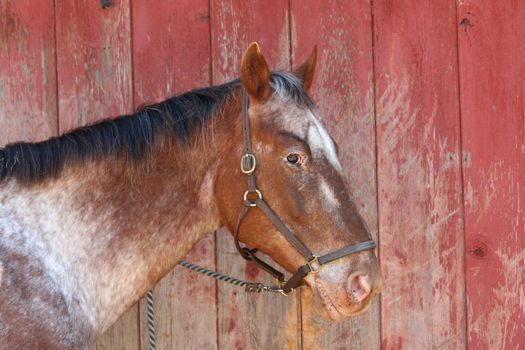 A Old brown horse near a barn