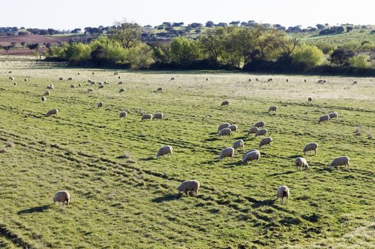 Flock of merino sheep pasturing in a spring field. Alentejo, Portugal