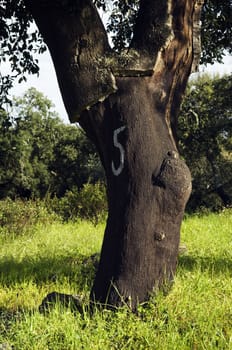 Cork trees (Quercus suber) in the south of Portugal