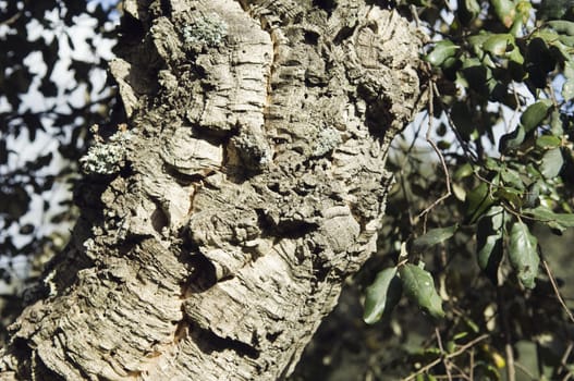 Virgin cork tree bark detail (Quercus suber) in the south of Portugal