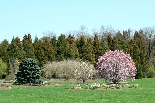 Blooming trees in a park with blue sky