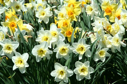 A Spring time Yellow Daffodils background