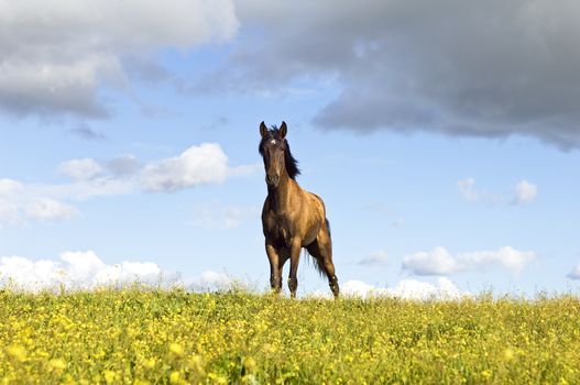 Beautiful young chestnut horse standing in a field of yellow flowers