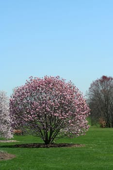 Blooming trees in a park with blue sky