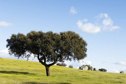 Oak tree � Quercus ilex - in a field of yellow flowers, Alentejo, Portugal