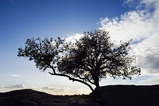 Silhouette tree against the evening blue sky.  Alentejo, Portugal