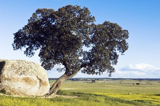 Oak tree � Quercus ilex - in a field of yellow flowers, Alentejo, Portugal