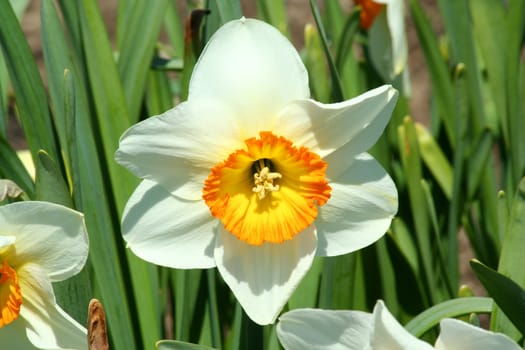 A close up of a yellow daffodil