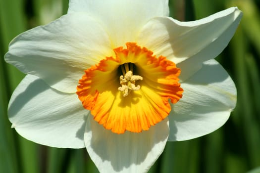 A close up of a yellow daffodil