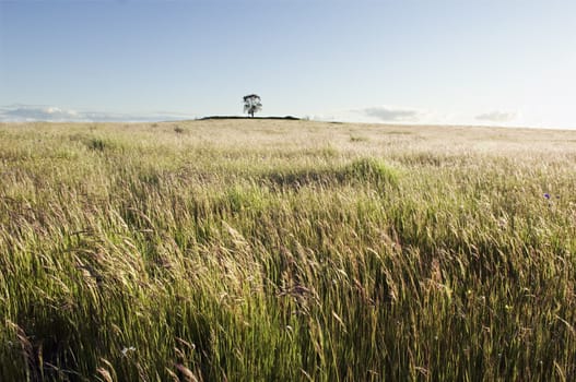 Pasture field in the afternoon light. Alentejo, Portugal