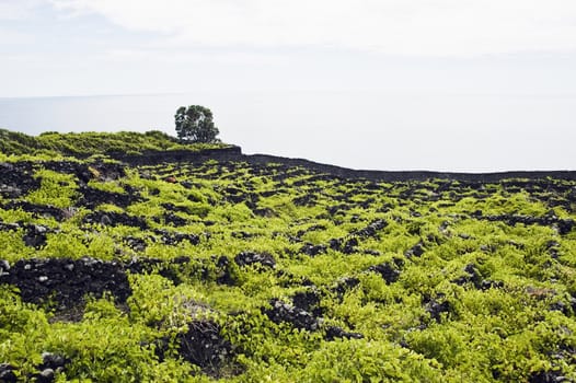 Vineyard of Pico island, Azores, Portugal