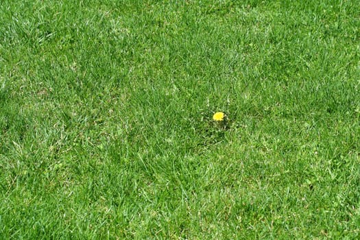 A Single dandelion in some green grass