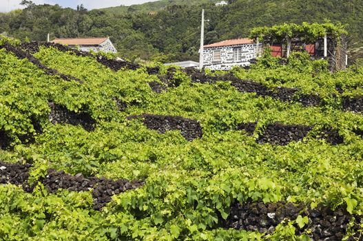 Traditional vineyards of Pico Island, Azores, Portugal