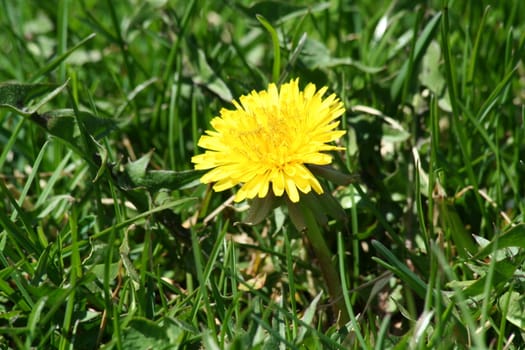 A Single dandelion in some green grass