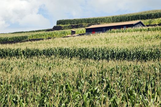 House in a corn field, Pico Island, Azores, Portugal