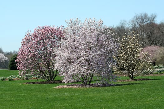 Some Trees blooming in a park spring has arrived