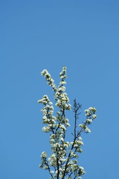 A Tree blooming against blue sky