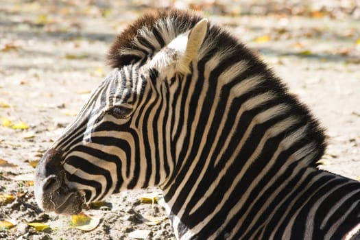 Portrait of zebra in side angle view  in afternoon sun