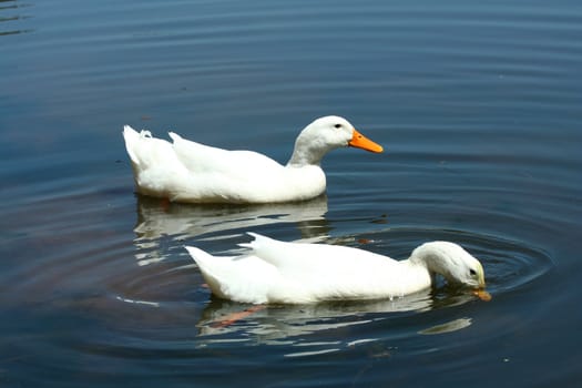 A White domestic ducks in a pond