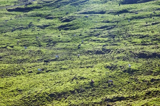 Cows grazing free in a green pasture landscape of Pico island, Azores, Portugal
