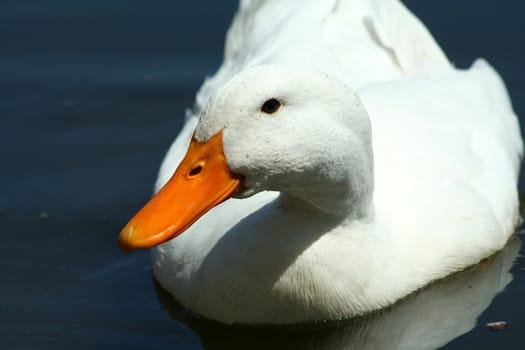 A White domestic duck in a pond