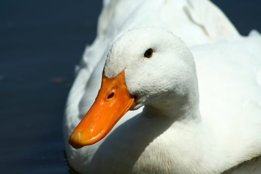 A White domestic duck in a pond