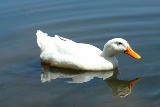 A White domestic duck in a pond