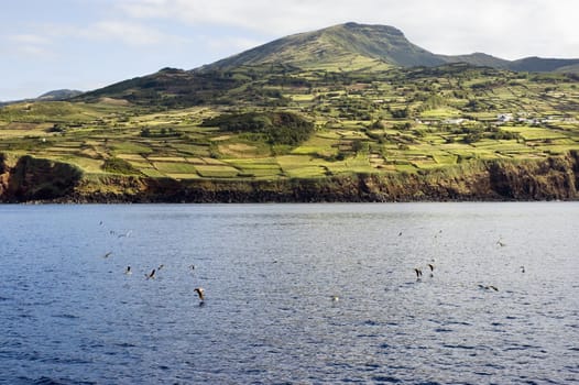 View from the sea of the cultivated landscape of Pico island, Azores, Portugal
