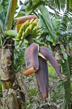 Bunch of bananas in banana plantation, Pico Island, Azores, Portugal