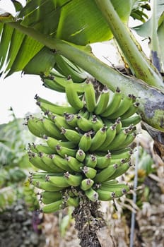 Bunch of bananas in banana plantation, Pico Island, Azores, Portugal