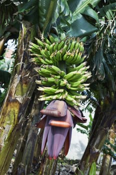 Bunch of bananas in banana plantation, Pico Island, Azores, Portugal