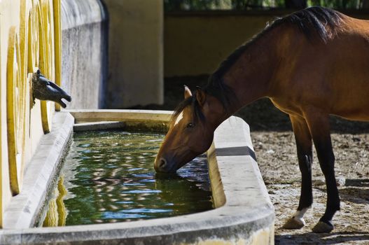 Chestnut horse drinking in a decorated fountain
