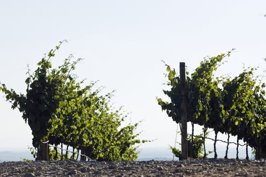 Vineyard rows with drop-by-drop irrigation
