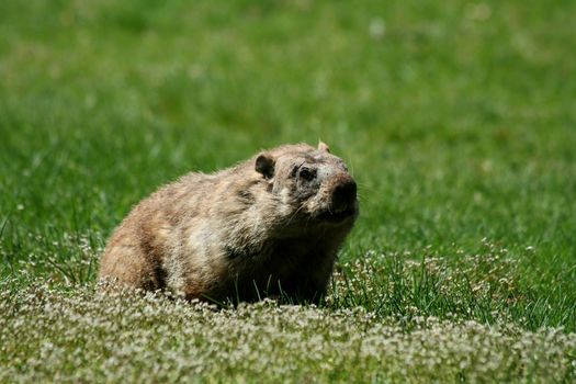A Groundhog popping out of his hole