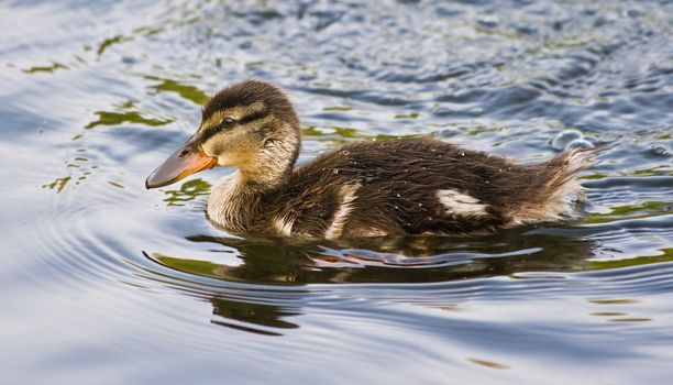 swimming ducky at age of puberty covered with small waterdrops