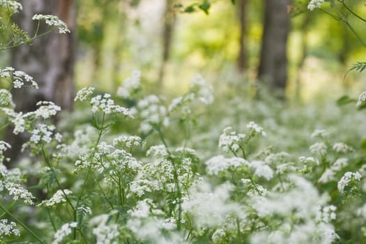 Evening light in april with Birch trees and white blooming Cow Parsley 