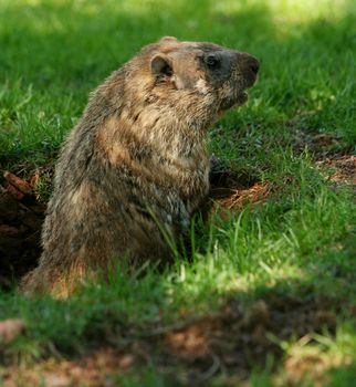 A Groundhog popping out of his hole
