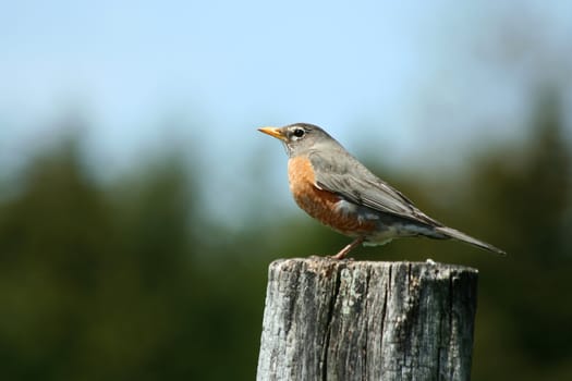 A redbrested robin on a fence post