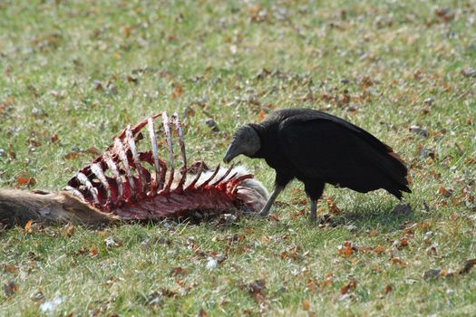 A Black Vulture eating a deer carcass